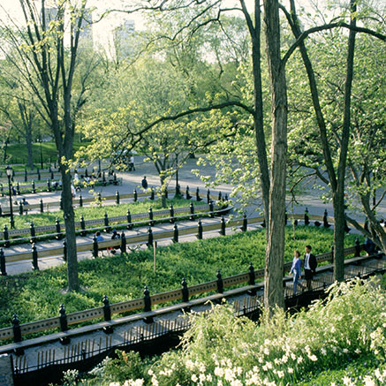 Trees in Central Park