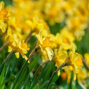 Photo of a field of daffodils