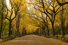A park road lined with trees in autumn